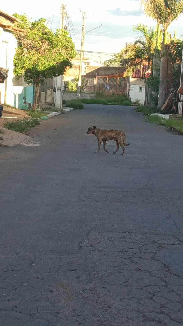 Cachorro ra a SRD-ViraLata idade 4 anos nome Vanessa Cardoso de Menezes