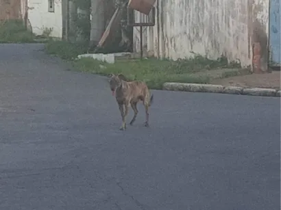 Cachorro raça SRD-ViraLata idade 4 anos nome Vanessa Cardoso de Menezes