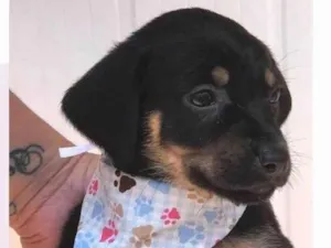 Cachorro raça SRD-ViraLata idade 2 a 6 meses nome Juno