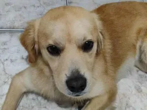 Cachorro raça SRD-ViraLata idade 1 ano nome Luke