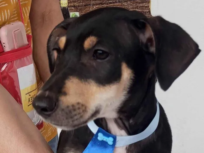 Cachorro ra a SRD-ViraLata idade 2 a 6 meses nome Huguinho