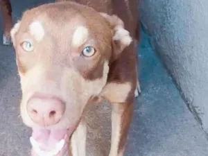 Cachorro raça SRD-ViraLata idade 2 anos nome Thor e lupy 