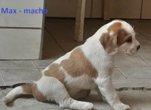 Cachorro raça SRD-ViraLata idade 2 a 6 meses nome Max