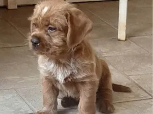 Cachorro raça SRD-ViraLata idade 2 a 6 meses nome Bidu