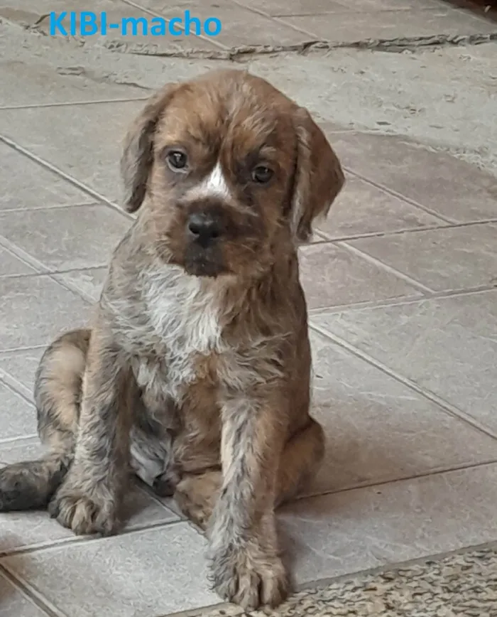 Cachorro ra a SRD-ViraLata idade 2 a 6 meses nome Kibi