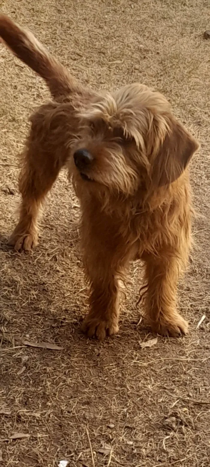 Cachorro ra a SRD-ViraLata idade 1 ano nome Caramelo