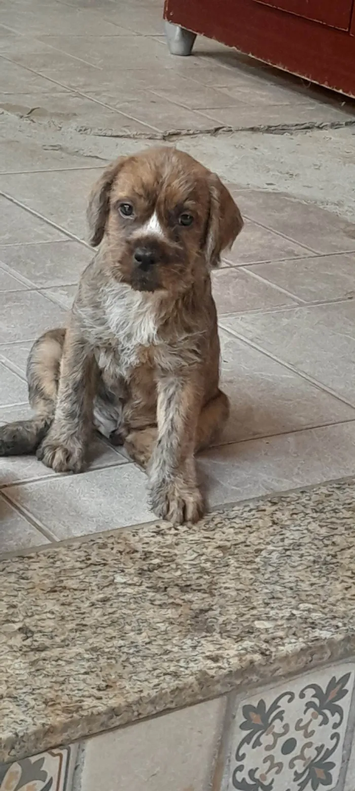 Cachorro ra a SRD-ViraLata idade 2 a 6 meses nome Kibi