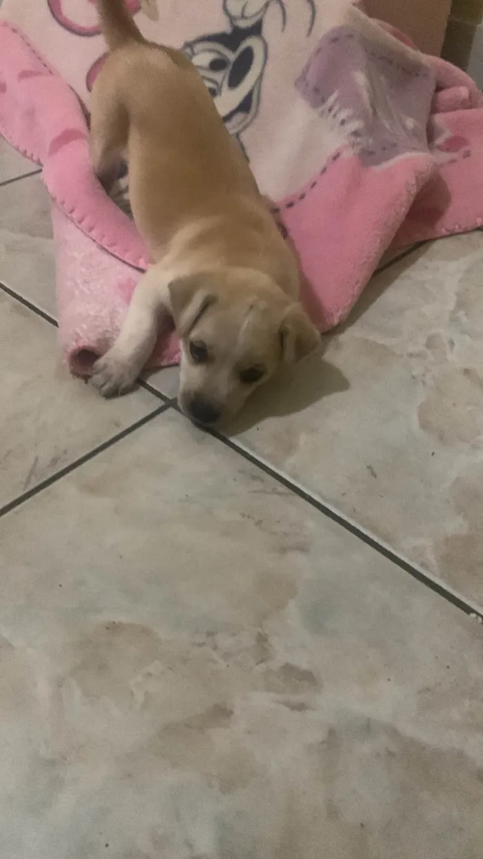 Cachorro ra a Maltês idade 2 a 6 meses nome Bolt