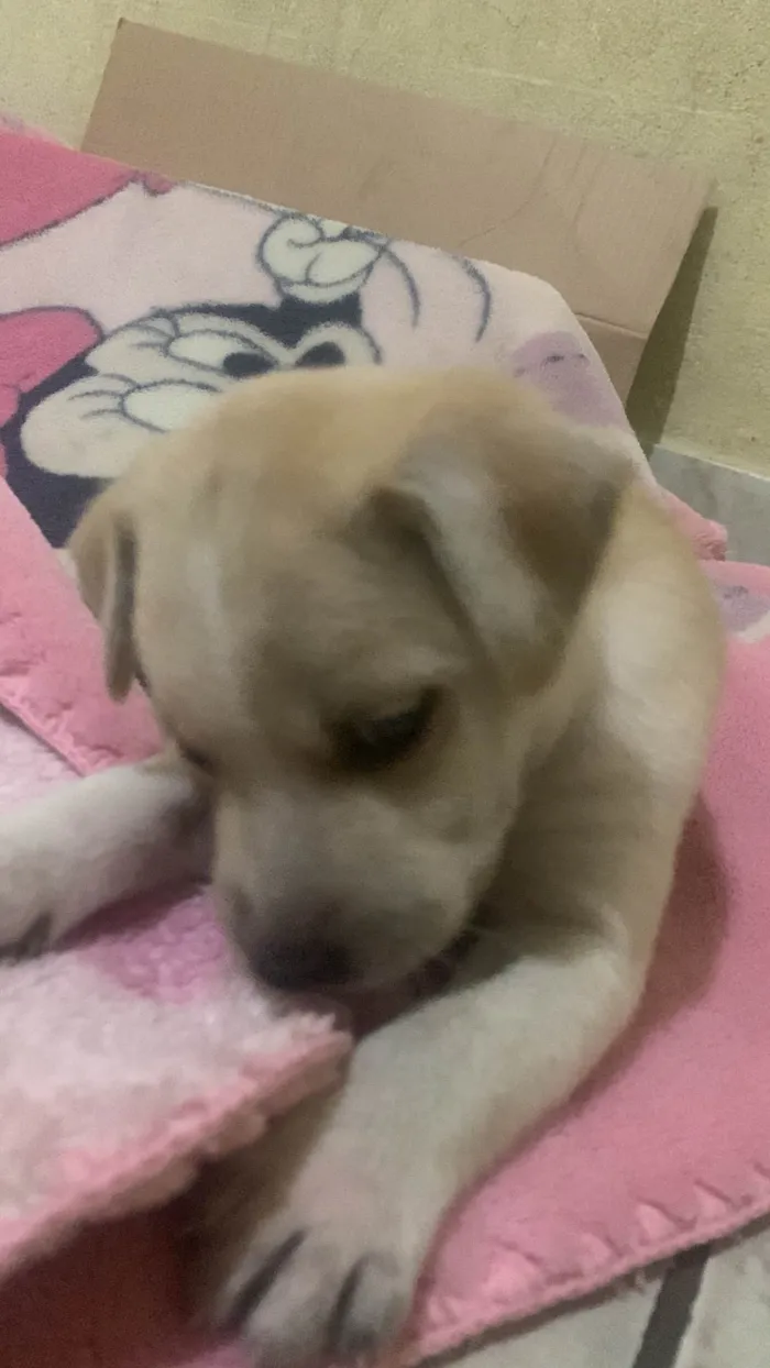 Cachorro ra a Maltês idade 2 a 6 meses nome Bolt