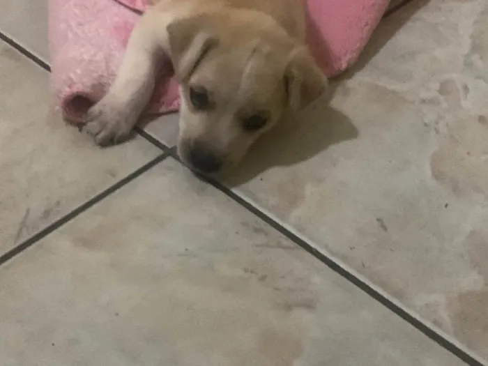 Cachorro ra a Maltês idade 2 a 6 meses nome Bolt