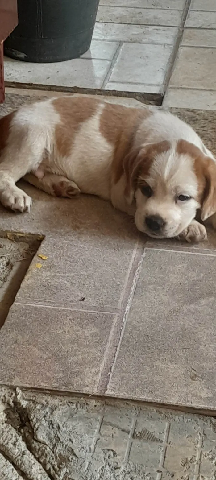 Cachorro ra a SRD-ViraLata idade 2 a 6 meses nome Max