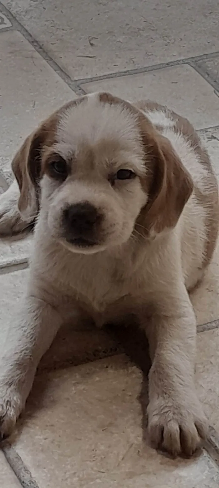 Cachorro ra a SRD-ViraLata idade 2 a 6 meses nome Max