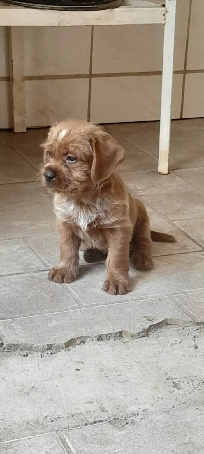 Cachorro ra a SRD-ViraLata idade 2 a 6 meses nome Bidu