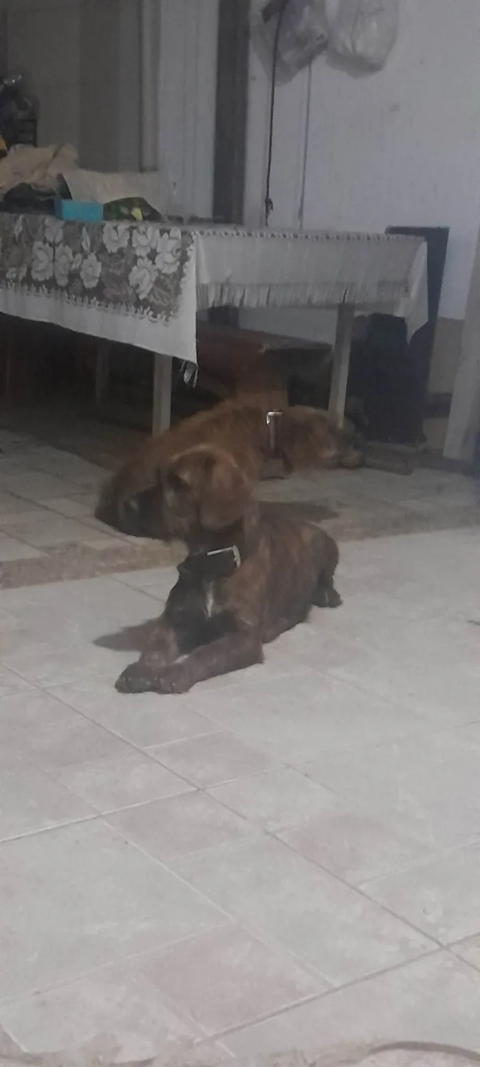 Cachorro ra a SRD-ViraLata idade 1 ano nome Princeza