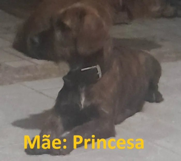 Cachorro ra a SRD-ViraLata idade 1 ano nome Princeza