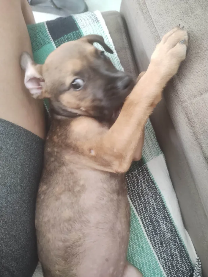 Cachorro ra a SRD-ViraLata idade 2 a 6 meses nome Larissa