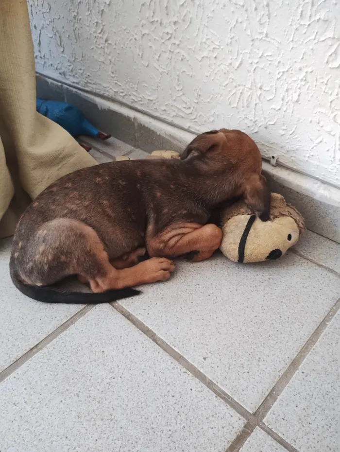 Cachorro ra a SRD-ViraLata idade 2 a 6 meses nome Larissa