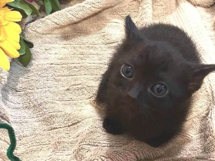 Gato ra a SRD-ViraLata idade Abaixo de 2 meses nome Micaela