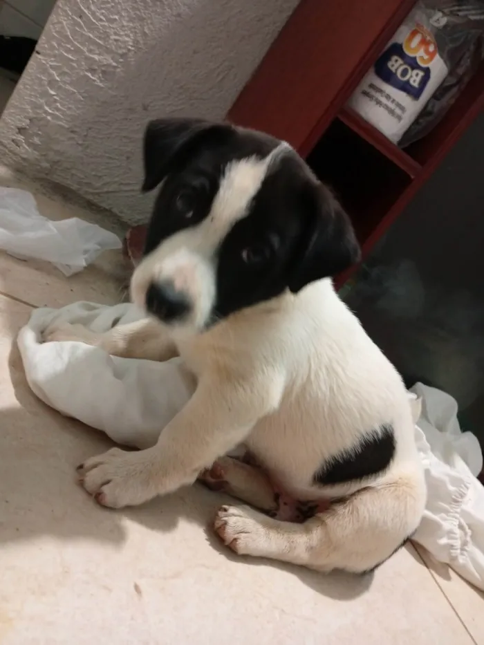 Cachorro ra a SRD-ViraLata idade 2 a 6 meses nome Tom