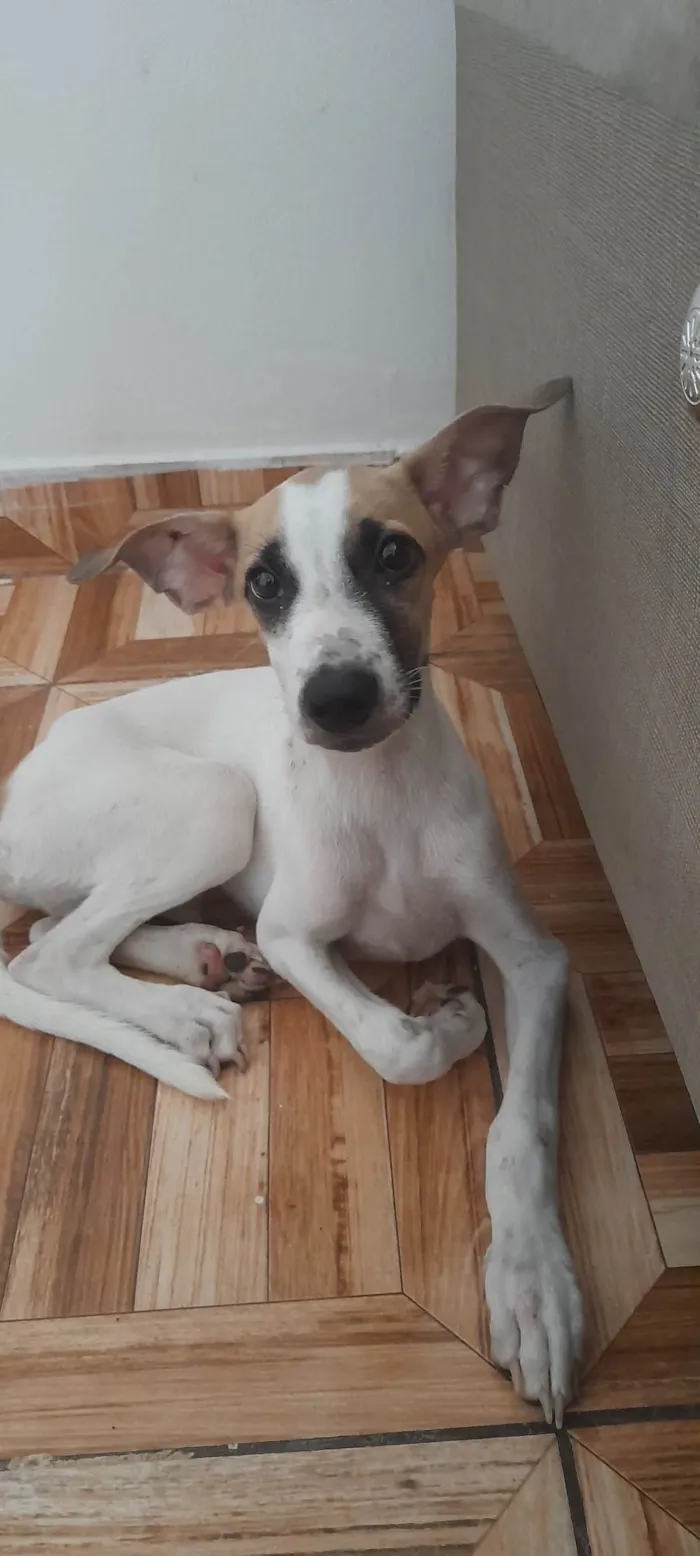 Cachorro ra a SRD-ViraLata idade 2 a 6 meses nome Jason