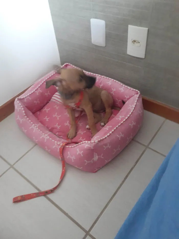 Cachorro ra a SRD-ViraLata idade 2 a 6 meses nome Cristal