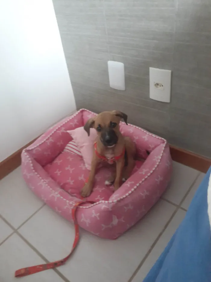 Cachorro ra a SRD-ViraLata idade 2 a 6 meses nome Cristal