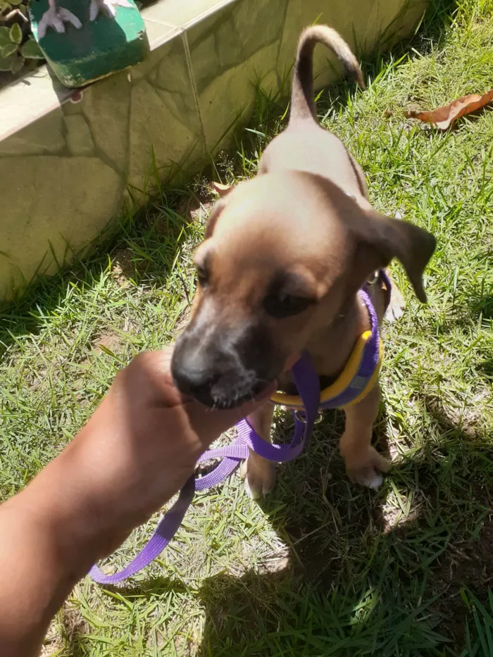 Cachorro ra a SRD-ViraLata idade 2 a 6 meses nome Cristal