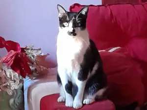 Gato raça SRD-ViraLata idade 5 anos nome Nego