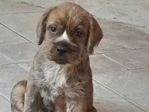 Cachorro raça SRD-ViraLata idade 2 a 6 meses nome Kibi