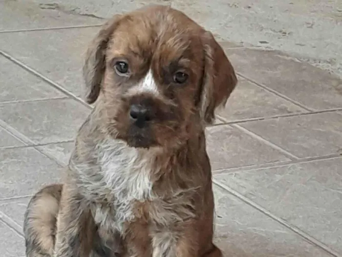 Cachorro ra a SRD-ViraLata idade 2 a 6 meses nome Kibi