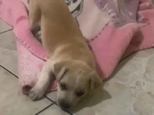 Cachorro raça Maltês idade 2 a 6 meses nome Bolt