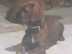 Cachorro raça SRD-ViraLata idade 1 ano nome Princeza