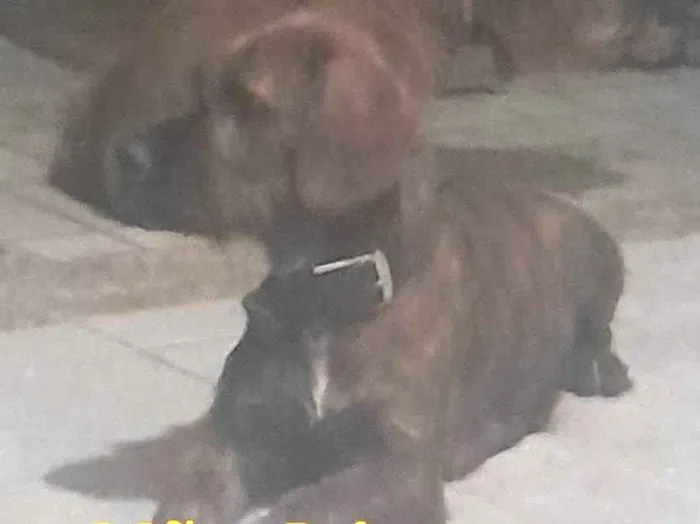 Cachorro ra a SRD-ViraLata idade 1 ano nome Princeza