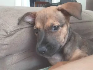 Cachorro raça SRD-ViraLata idade 2 a 6 meses nome Larissa