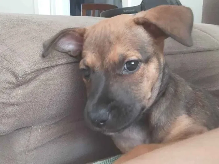 Cachorro ra a SRD-ViraLata idade 2 a 6 meses nome Larissa