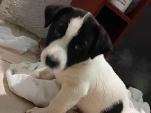 Cachorro raça SRD-ViraLata idade 2 a 6 meses nome Tom