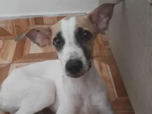 Cachorro raça SRD-ViraLata idade 2 a 6 meses nome Jason