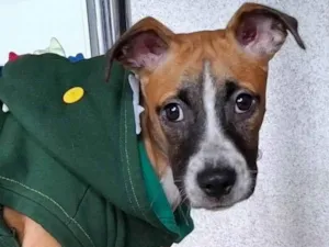 Cachorro raça SRD-ViraLata idade 7 a 11 meses nome Faraó