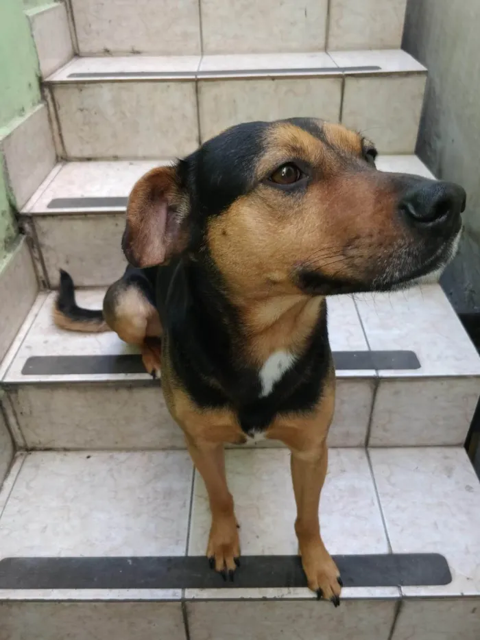 Cachorro ra a SRD-ViraLata idade 3 anos nome Golfo