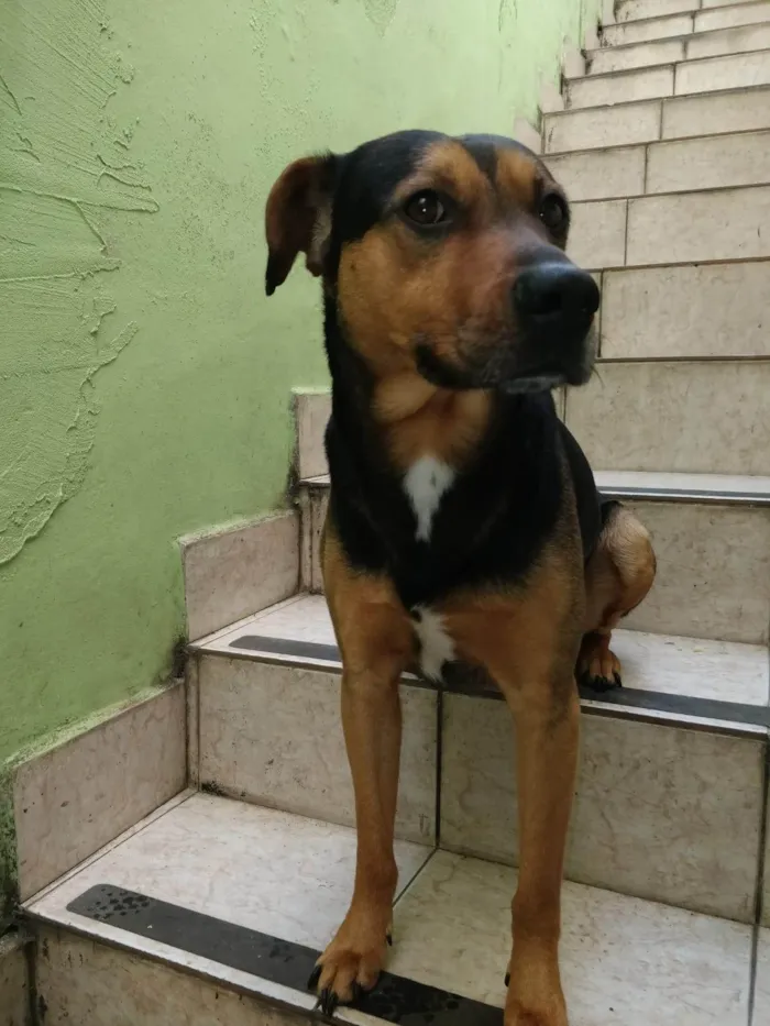 Cachorro ra a SRD-ViraLata idade 3 anos nome Golfo