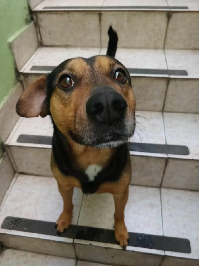 Cachorro ra a SRD-ViraLata idade 3 anos nome Golfo