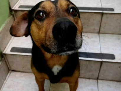 Cachorro raça SRD-ViraLata idade 3 anos nome Golfo