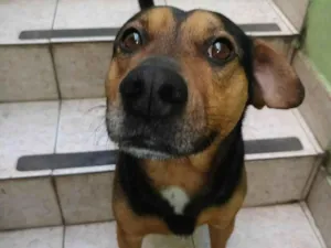 Cachorro raça SRD-ViraLata idade 3 anos nome Golfo