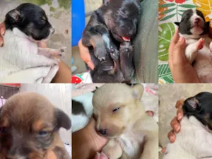 Cachorro raça SRD-ViraLata idade 2 a 6 meses nome Ainda não tem nome 