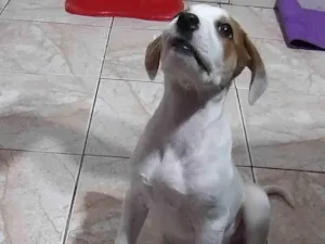 Cachorro raça SRD-ViraLata idade 2 a 6 meses nome sem definição