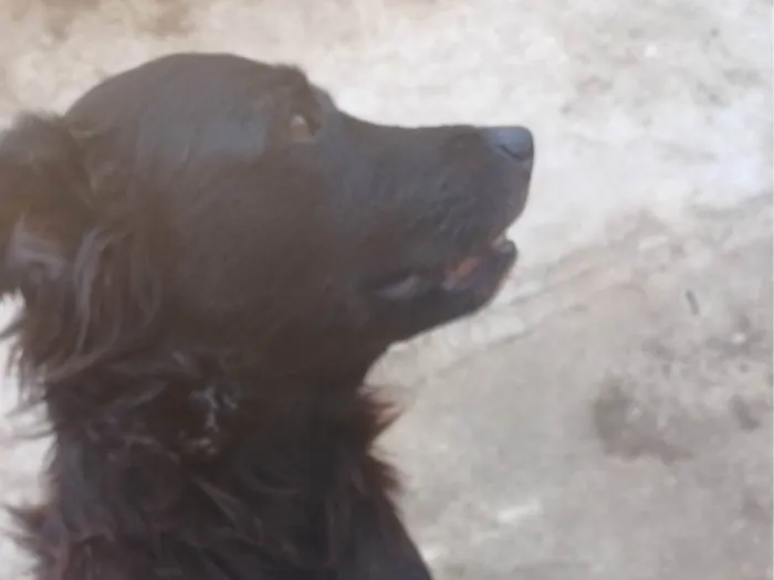 Cachorro ra a SRD-ViraLata idade 3 anos nome Afonso