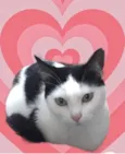 Cherry 1aninho