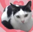 Cherry 1aninho