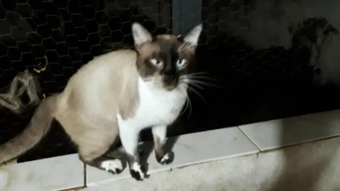 Gato ra a Siamês idade 7 a 11 meses nome Bebê 11meses 