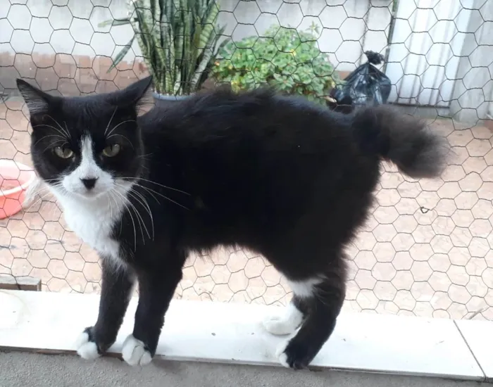 Gato ra a SRD-ViraLata idade 1 ano nome Cotoco lindo pelo longo 